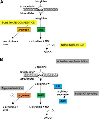 Arginine Therapy for Lung Diseases